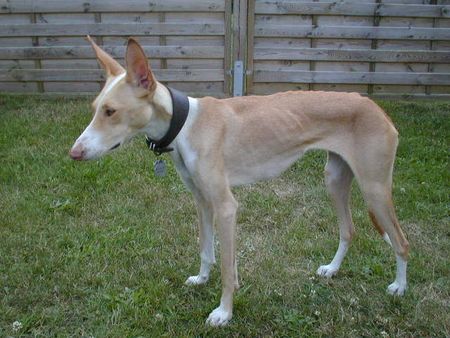 Podenco Canario Sharii - Podenco Canario Hündin - (DWZRV) - Ehemalige Wegwerfhündin von Gran Canaria