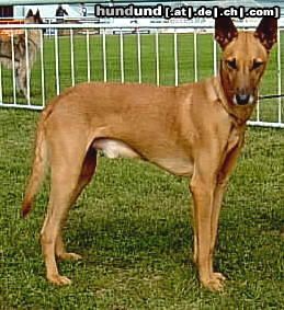 Podenco Canario ANUBIS - ist schön, Podenco Canario, Male D.O.B. 1.9.1999, From Spain imported to Czech rep., Owner: Kazmercik D + L