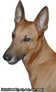 Podenco Canario ANUBIS, Podenco Canario, Male D.O.B. 1.9.1999, From Spain imported to Czech rep.