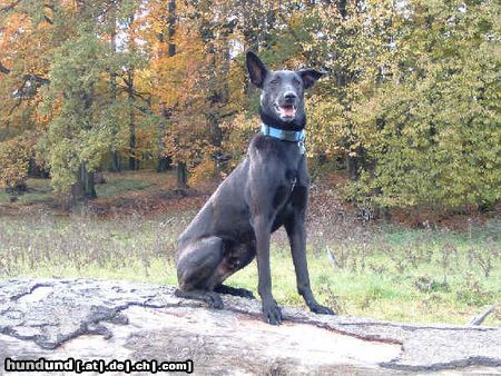 Podenco Canario Bin ich nicht Hübsch