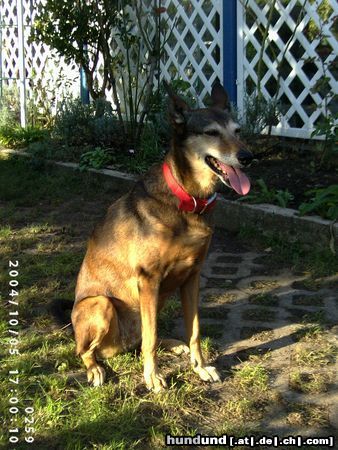 Podenco Canario Mira