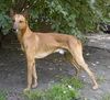 Podenco Canario Hund