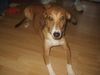 Podenco Canario Hund