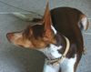 Podenco Canario Hund