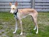 Podenco Canario Hund