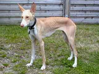 Podenco Canario Sharii - Podenco Canario Hündin - (DWZRV) - Ehemalige Wegwerfhündin von Gran Canaria