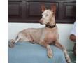 Podenco Canario Schaut www.tieresucheneinzuhause.de !