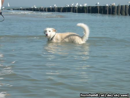 Podengo Portugueso Medio ich liebe Sonne, Strand und Meer