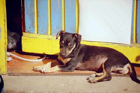 Podengo Portugueso Pequeno Diese Hündin ist da ca 12 W. alt und könnte auch ein Mix sein, da sie aus einem Tierheim aus Mallorca ist