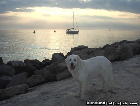 Polski Owczarek Podhalanski 1. Besuch am Meer (in Portoroz)