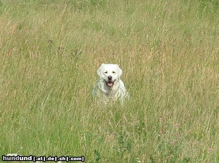 Polski Owczarek Podhalanski Na ist dieses hohe Gras nicht ein gutes Versteck