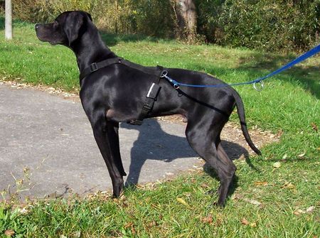 Pointer Neo aus Mailand