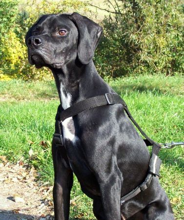 Pointer Neo aus Mailand