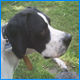 Pointer Sam aus Spanien