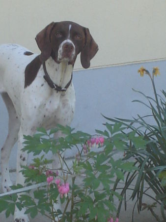 Pointer amber im blumenbeet