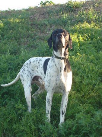 Pointer arroganter Pointer (ant)