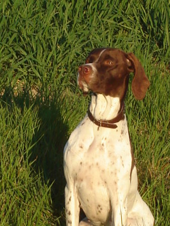 Pointer amber