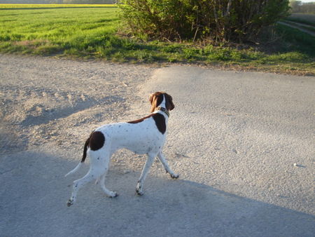 Pointer immer sc´hauen beim strasse überqueren (amber)