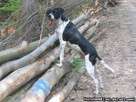 Pointer Frodo2Jahre&Kelly13Jahre