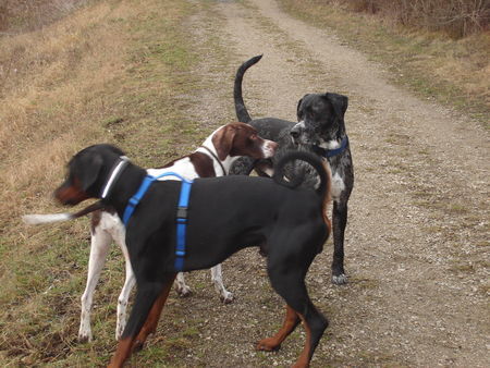 Pointer amber vom Hirndlbründl, Nemo vom Blasenstein udn henry