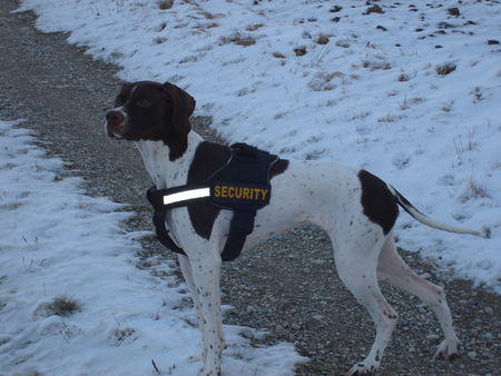 Pointer Amber vom hirndlbründl