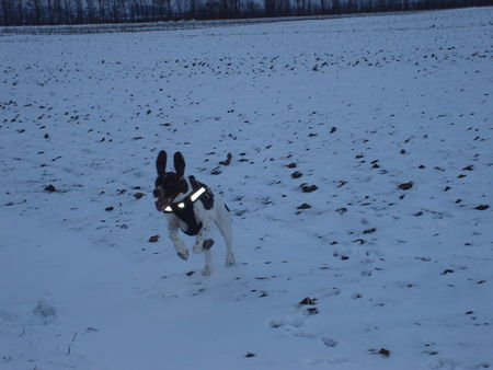 Pointer Amber mit fliegenden Ohren