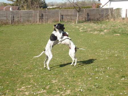 Pointer Ant&Amber beim *Kampf*