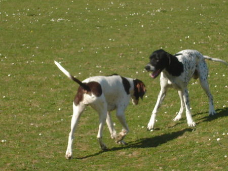 Pointer Amber&Ant beim spielen