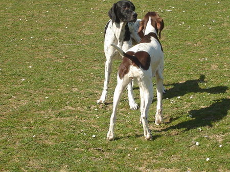 Pointer Amber&Ant beim spielen