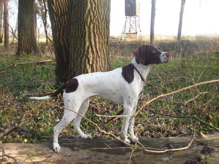 Pointer Amber im Wald