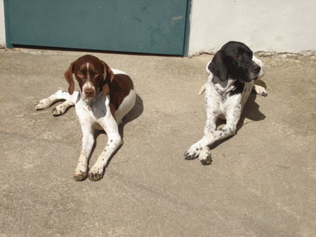 Pointer Amber und Anthony