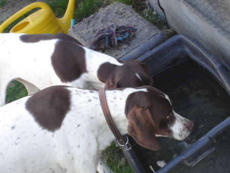 Pointer Amber und Britta (ihre Mutter)