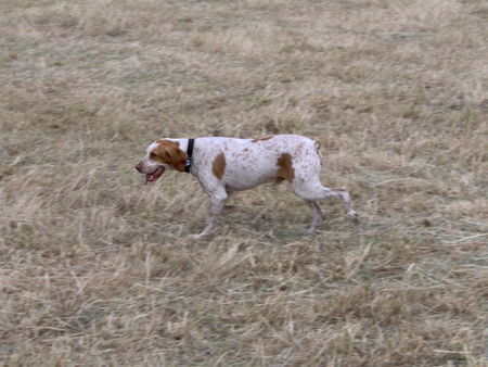 Pointer Amigo bei seiner liebsten Tätigkeit.