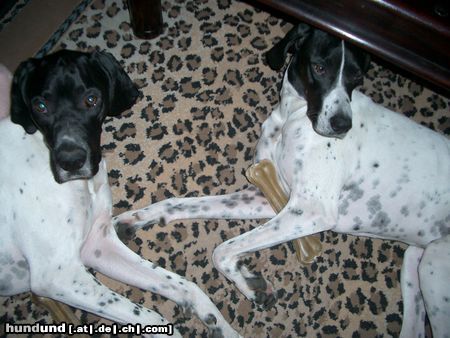 Pointer Das ist Geschwisterliebe.. Ares & Lili