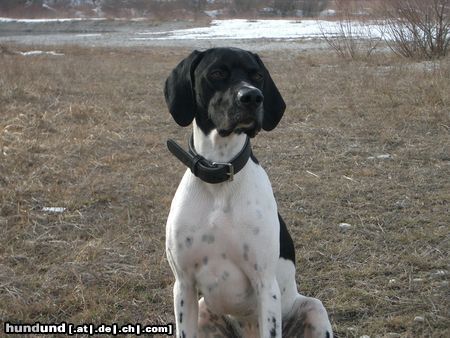 Pointer Kuckt mal, langsam werd ich erwachsen.. 