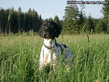 Pointer Ares bei seiner Jagdausbildung