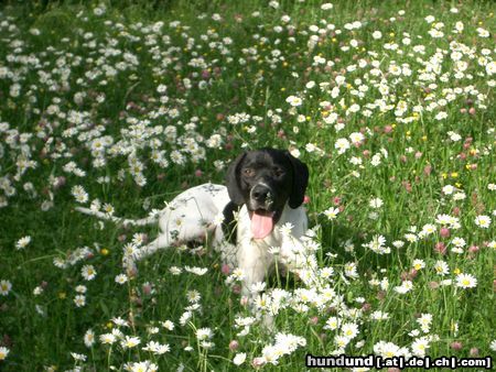 Pointer Ares...Sommer...Sonnenschein....