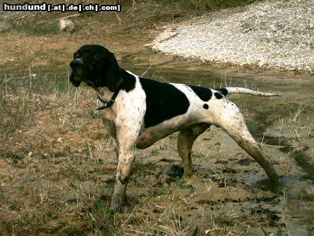 Pointer Ares 14 Monate