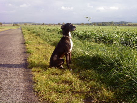 Pointer Tja, nun ist er schon 7 Jahre alt