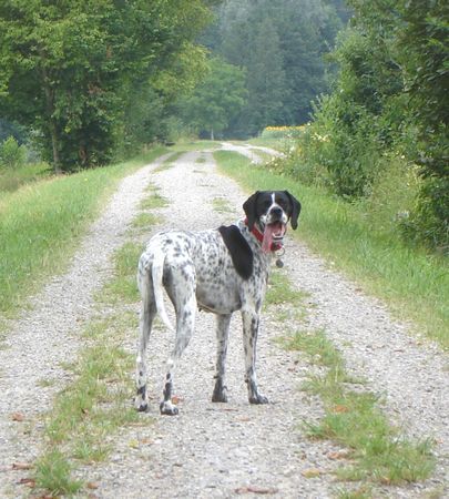 Pointer CORA - Meine Pointerdame