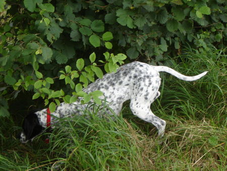 Pointer CORA - Meine Pointerdame