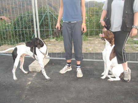 Pointer Amber und Campino 