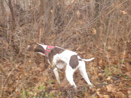 Pointer Amber 