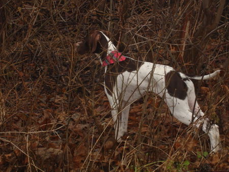 Pointer Amber 