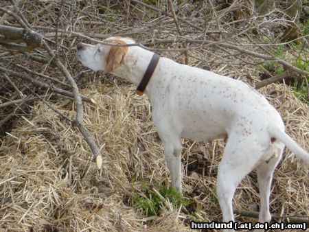 Pointer Asteri-Da ist doch was im Busche!