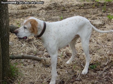 Pointer Asteri-Du wärst ein Baum für meinen Freund.