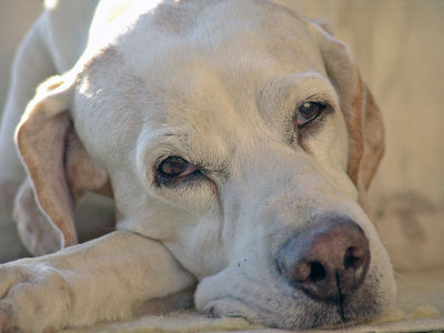 Pointer Ella ist grad aufgewacht