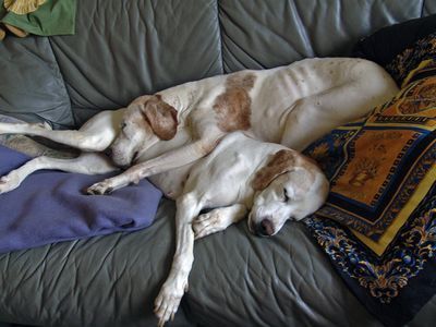 Pointer Ella und Sina auf dem Sofa