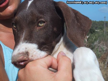 Pointer Ein armes Pointerwelpen aus einem Tierheim in auf IBIZA-wir haben Sie adoptiert