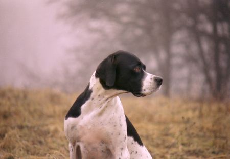 Pointer Falconers Dream Viola